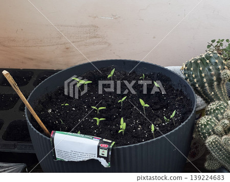 Vibrant green seedlings sprouting in a stylish pot. Vibrant green seedlings sprouting in a stylish pot. 139224683
