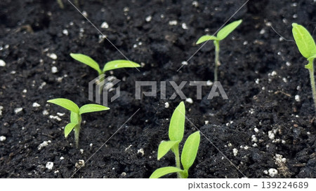 Vibrant seedlings emerging from rich, dark soil in a garden setting. Vibrant seedlings emerging from rich, dark soil in a garden setting. 139224689