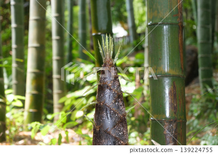 A close-up of fresh bamboo shoots sprouting in a rain-soaked bamboo grove. 139224755