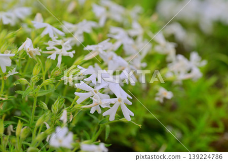 Spring arrives in the snow country: White flowers 139224786