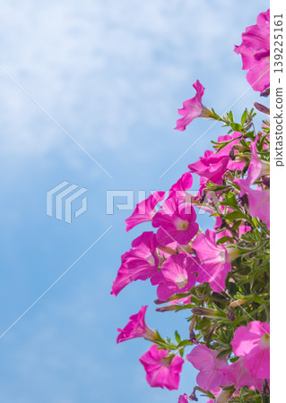 低角度拍攝的粉紅色矮牽牛花在藍天下盛開的畫面。 139225161