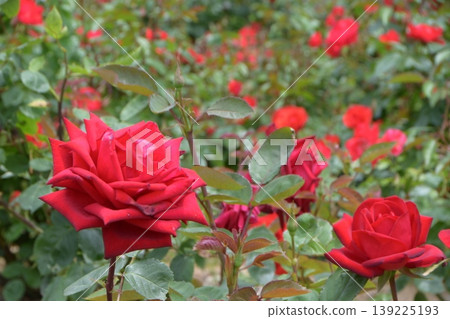 玫瑰紅 玫瑰紅 139225193