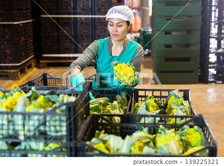 Woman sorting cauliflower and checking quality at vegetable factory 139225321