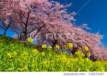 Zenchi, Misato-cho, Takasaki City, Gunma Prefecture: Misato Plum Grove, a famous spot for plum and cherry blossoms; the fully bloomed Kawazu cherry trees and rapeseed fields at Zenchi Plum Grove Square. Zenchi, Misato-cho, Takasaki City, Gunma Prefecture: Misato Plum Grove, a famous spot for plum and cherry blossoms; the fully bloomed Kawazu cherry trees and rapeseed fields at Zenchi Plum Grove Square. 139225467