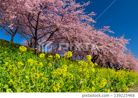 Zenchi, Misato-cho, Takasaki City, Gunma Prefecture: Misato Plum Grove, a famous spot for plum and cherry blossoms; the fully bloomed Kawazu cherry trees and rapeseed fields at Zenchi Plum Grove Square. Zenchi, Misato-cho, Takasaki City, Gunma Prefecture: Misato Plum Grove, a famous spot for plum and cherry blossoms; the fully bloomed Kawazu cherry trees and rapeseed fields at Zenchi Plum Grove Square. 139225468