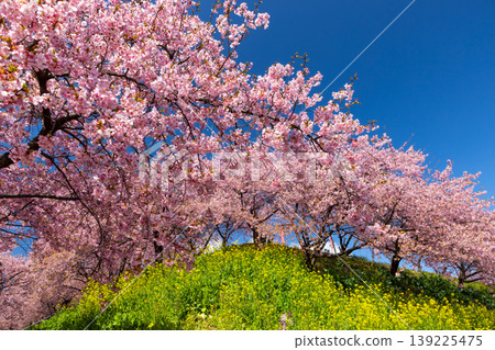 Zenchi, Misato-cho, Takasaki City, Gunma Prefecture: Misato Plum Grove, a famous spot for plum and cherry blossoms; the fully bloomed Kawazu cherry trees and rapeseed fields at Zenchi Plum Grove Square. Zenchi, Misato-cho, Takasaki City, Gunma Prefecture: Misato Plum Grove, a famous spot for plum and cherry blossoms; the fully bloomed Kawazu cherry trees and rapeseed fields at Zenchi Plum Grove Square. 139225475