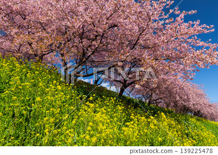 Zenchi, Misato-cho, Takasaki City, Gunma Prefecture: Misato Plum Grove, a famous spot for plum and cherry blossoms; the fully bloomed Kawazu cherry trees and rapeseed fields at Zenchi Plum Grove Square. 139225478