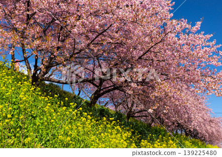 Zenchi, Misato-cho, Takasaki City, Gunma Prefecture: Misato Plum Grove, a famous spot for plum and cherry blossoms; the fully bloomed Kawazu cherry trees and rapeseed fields at Zenchi Plum Grove Square. Zenchi, Misato-cho, Takasaki City, Gunma Prefecture: Misato Plum Grove, a famous spot for plum and cherry blossoms; the fully bloomed Kawazu cherry trees and rapeseed fields at Zenchi Plum Grove Square. 139225480