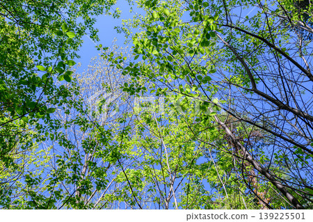 Season of fresh leaves - Sendai City Wildflower Garden Season of fresh leaves - Sendai City Wildflower Garden 139225501