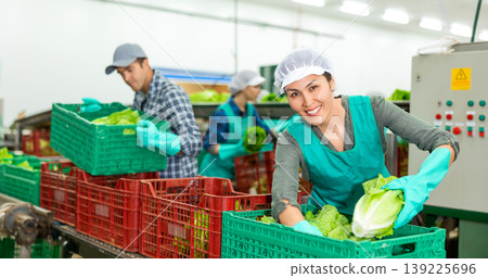 Positive woman filling crates with lettuce in vegetable factory Positive woman filling crates with lettuce in vegetable factory 139225696