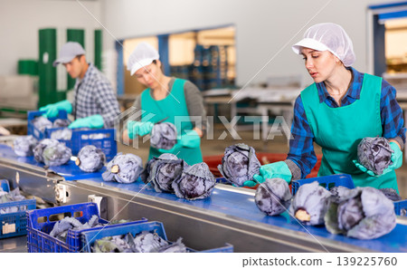 Women standing at conveyor and sorting red cabbage Women standing at conveyor and sorting red cabbage 139225760