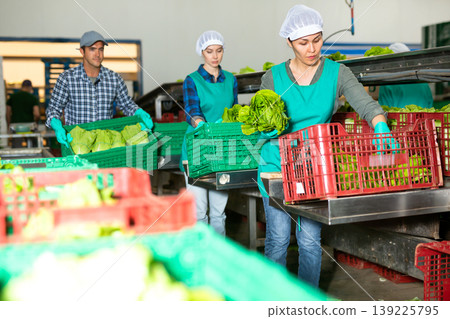 Vegetable factory workers sorting green lettuce Vegetable factory workers sorting green lettuce 139225795