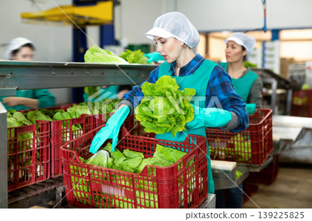 Woman sorting fresh lettuce in vegetable factory Woman sorting fresh lettuce in vegetable factory 139225825