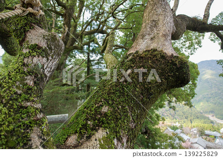 The Great Camphor Tree of Nachi: Overlooking the town from the exit of the tree hollow after passing through the "womb-like" passage. Kumano Nachi Taisha Shrine, Wakayama Prefecture. 139225829