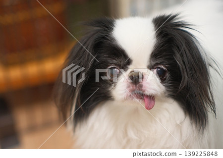 一張可愛的日本狆犬的特寫照片,它吐著舌頭。 一張可愛的日本狆犬的特寫照片,它吐著舌頭。 139225848