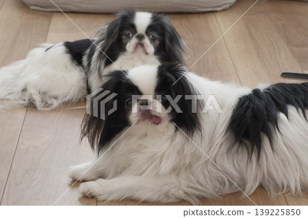 Two Japanese Chin dogs relaxing indoors. 139225850