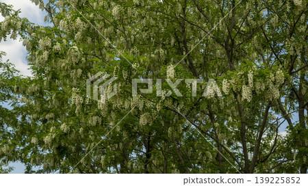 acacia flower 139225852