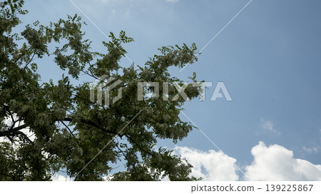 acacia flower acacia flower 139225867
