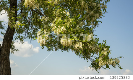acacia flower acacia flower 139225883