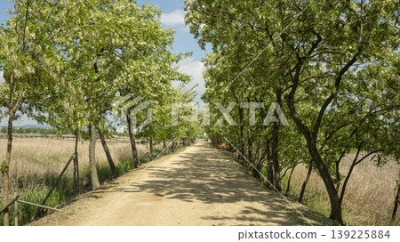 acacia flower acacia flower 139225884