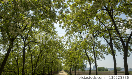 acacia flower 139225886