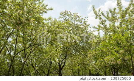 acacia flower 139225900