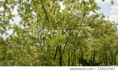 acacia flower 139225907