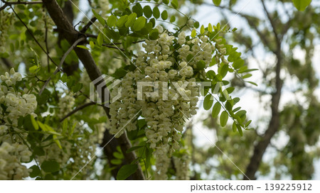acacia flower 139225912