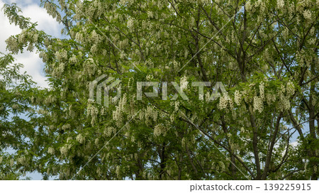 acacia flower 139225915