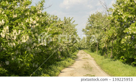 acacia flower 139225953