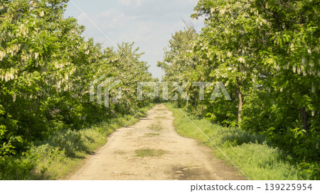 acacia flower 139225954