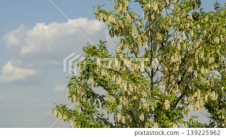 acacia flower 139225962