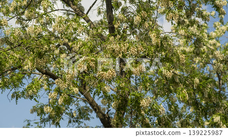 acacia flower 139225987
