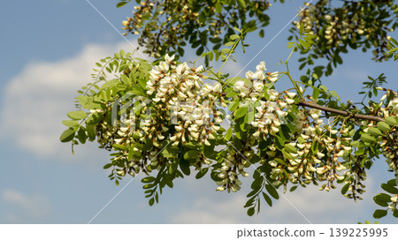 acacia flower 139225995