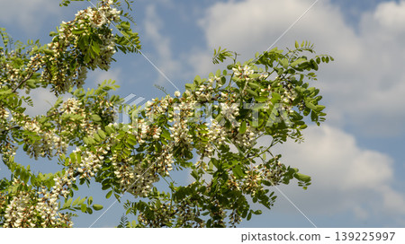 acacia flower 139225997