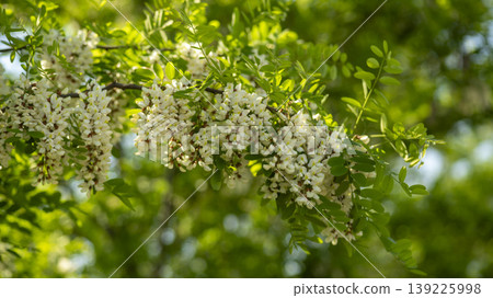 acacia flower 139225998