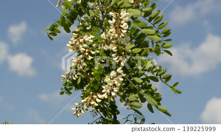 acacia flower 139225999