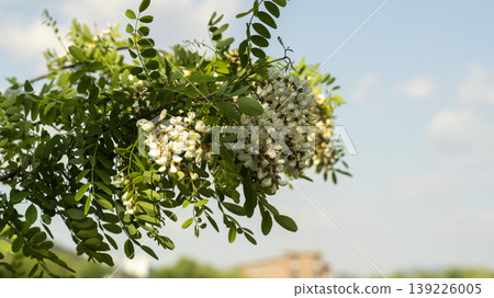 acacia flower 139226005