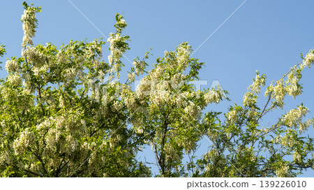 acacia flower 139226010