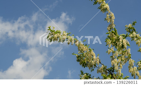 acacia flower 139226011