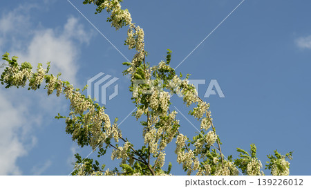 acacia flower 139226012