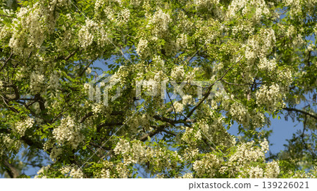 acacia flower 139226021
