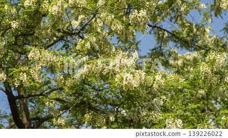acacia flower 139226022