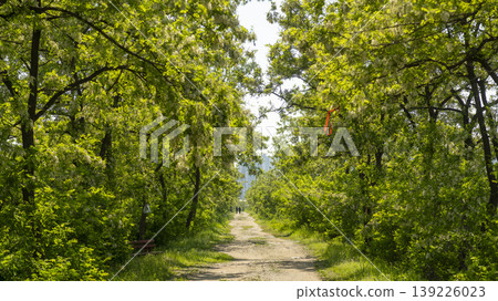 acacia flower 139226023