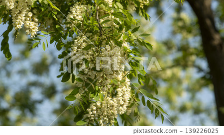 acacia flower 139226025