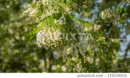 acacia flower 139226038