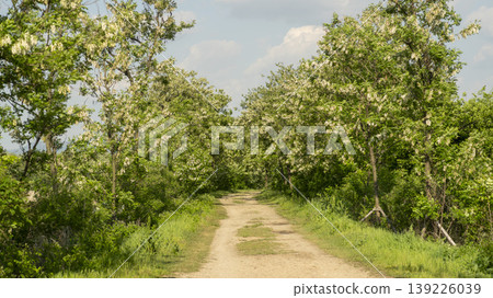 acacia flower 139226039