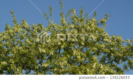 acacia flower 139226055