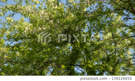 acacia flower acacia flower 139226058