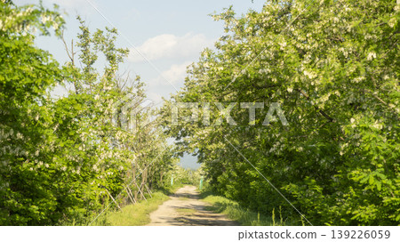 acacia flower 139226059